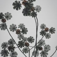 pexels-sergio-souza-3197993