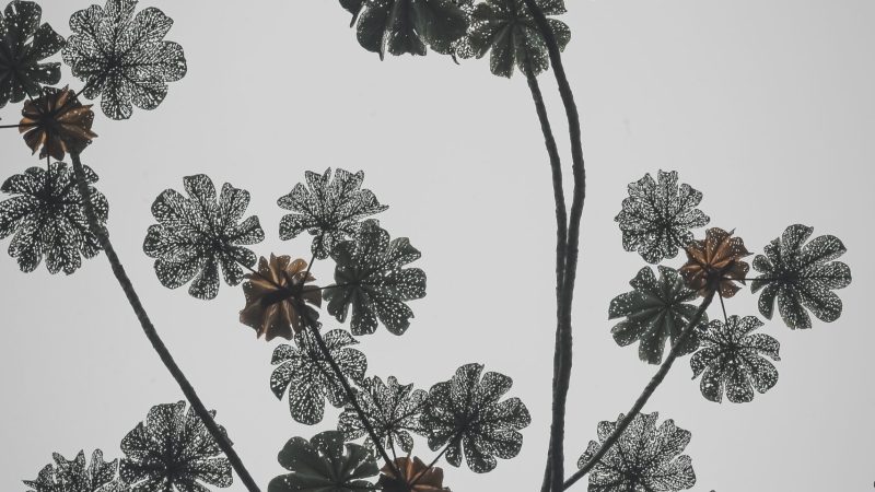 pexels-sergio-souza-3197993